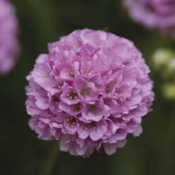 Armeria Dreameria® 'Sweet Dreams'