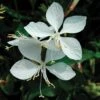 Gaura 'Whirling Butterflies' -Park Seed® Shop 28905