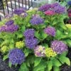 Hydrangea Frill Ride™ Bigleaf Hydrangea -Park Seed® Shop 29036