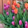 Tulip Sunset Skies Bulb Blend -Park Seed® Shop 29048 PK 10