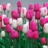 Boysenberry Delight Tulip Bulb Blend -Park Seed® Shop 29049 PK 10