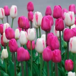 Boysenberry Delight Tulip Bulb Blend