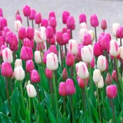 Boysenberry Delight Tulip Bulb Blend -Park Seed® Shop 29049 PK 10 2