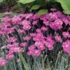 Dianthus EverBloom™ Watermelon Ice 1 Dianthus EverBloom™ Watermelon Ice -Park Seed® Shop 29059
