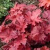 Heuchera Forever® Red -Park Seed® Shop 29060