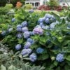 Hydrangea 'All Summer Beauty' -Park Seed® Shop 29076