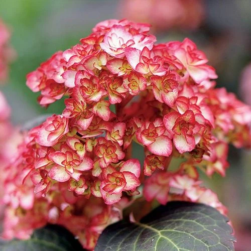 Hydrangea 'Miss Saori' 6 Hydrangea 'Miss Saori' - Image 4