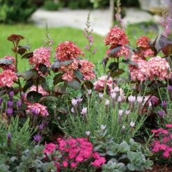 Hydrangea 'Miss Saori' 11 Hydrangea 'Miss Saori' -Park Seed® Shop 29077 4