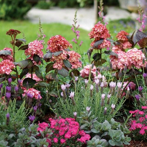 Hydrangea 'Miss Saori' 7 Hydrangea 'Miss Saori' - Image 5