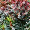 Euphorbia Watersaver™ Blackbird -Park Seed® Shop 29082
