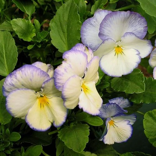 Viola Celestial™ Blue Moon 3 Viola Celestial™ Blue Moon