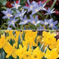 Deer Resistant Bulb Garden Blend