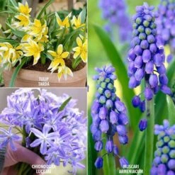 Early Spring Bulb Garden Blend