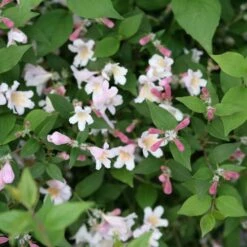 Kolkwitzia Jolene Jolene™ Beautybush -Park Seed® Shop 29157 2