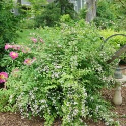 Kolkwitzia Jolene Jolene™ Beautybush -Park Seed® Shop 29157 3