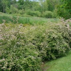 Kolkwitzia Jolene Jolene™ Beautybush -Park Seed® Shop 29157 4