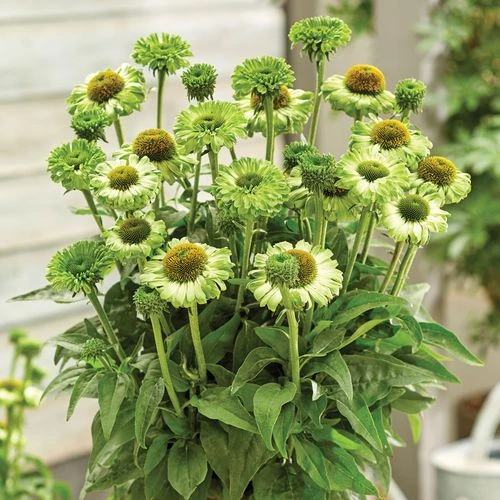 Echinacea SunSeekers® Apple Green Coneflower 4 Echinacea SunSeekers® Apple Green Coneflower - Image 2