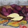 Murasaki Japanese Sweet Potato Slips -Park Seed® Shop 29274 PK 25