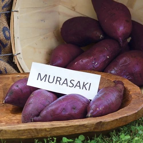 Murasaki Japanese Sweet Potato Slips 4 Murasaki Japanese Sweet Potato Slips - Image 2