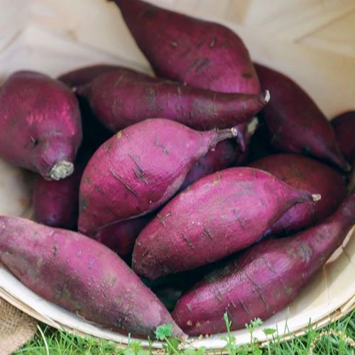 Murasaki Japanese Sweet Potato Slips 6 Murasaki Japanese Sweet Potato Slips - Image 4