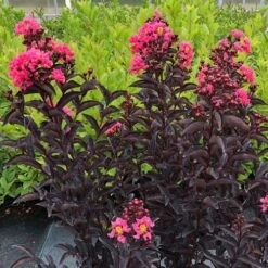 Lagerstroemia Center Stage® Coral Crapemyrtle -Park Seed® Shop 29292 2