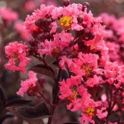 Lagerstroemia Center Stage® Coral Crapemyrtle -Park Seed® Shop 29292 3