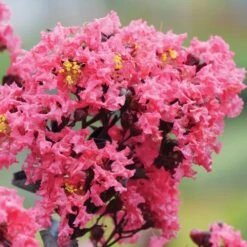 Lagerstroemia Center Stage® Coral Crapemyrtle -Park Seed® Shop 29292 4