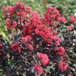 Lagerstroemia Center Stage® Pink Crapemyrtle