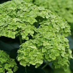 Hydrangea Invincibelle Sublime™ Smooth Hydrangea