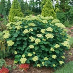 Hydrangea Invincibelle Sublime™ Smooth Hydrangea -Park Seed® Shop 29298 3