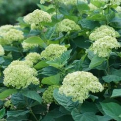 Hydrangea Invincibelle Sublime™ Smooth Hydrangea -Park Seed® Shop 29298 4