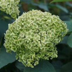 Hydrangea Invincibelle Sublime™ Smooth Hydrangea -Park Seed® Shop 29298 5
