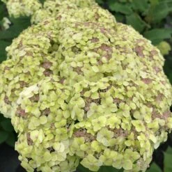 Hydrangea Invincibelle Sublime™ Smooth Hydrangea -Park Seed® Shop 29298 6