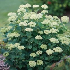 Hydrangea Invincibelle Sublime™ Smooth Hydrangea -Park Seed® Shop 29298 7