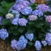 Hydrangea Let's Dance® Blue Jangles® Bigleaf Hydrangea -Park Seed® Shop 29300