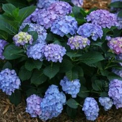 Hydrangea Let's Dance® Blue Jangles® Bigleaf Hydrangea