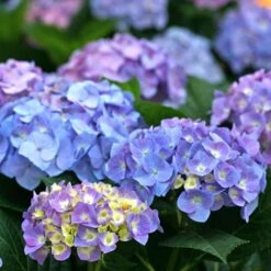 Hydrangea Let's Dance® Blue Jangles® Bigleaf Hydrangea -Park Seed® Shop 29300 3