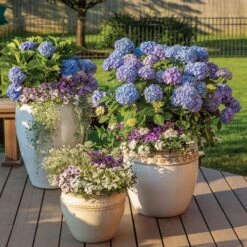 Hydrangea Let's Dance® Blue Jangles® Bigleaf Hydrangea -Park Seed® Shop 29300 4