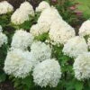 Hydrangea Puffer Fish® Panicle Hydrangea -Park Seed® Shop 29301
