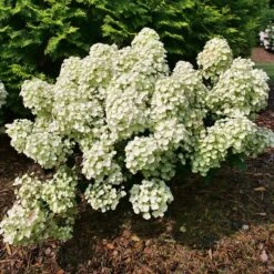 Hydrangea Tiny Quick Fire® Panicle Hydrangea 9 Hydrangea Tiny Quick Fire® Panicle Hydrangea -Park Seed® Shop 29302 3