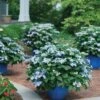 Hydrangea Tuff Stuff Ah-Ha® Mountain Hydrangea 2 Hydrangea Tuff Stuff Ah-Ha® Mountain Hydrangea -Park Seed® Shop 29303
