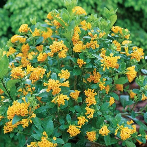 Cestrum Juiced™ Orange Jessamine 5 Cestrum Juiced™ Orange Jessamine - Image 3