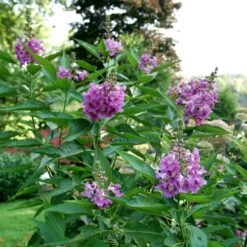 Chitalpa El Niño™ Desert Orchid -Park Seed® Shop 29324 2