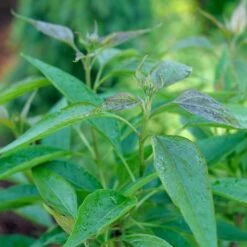 Chitalpa El Niño™ Desert Orchid -Park Seed® Shop 29324 3