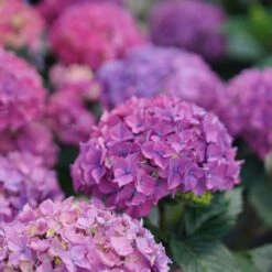 Hydrangea Let's Dance Lovable™ Bigleaf Hydrangea -Park Seed® Shop 29329 3