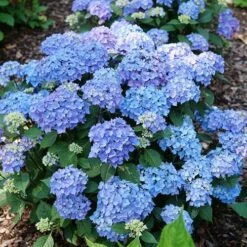 Hydrangea Let's Dance Lovable™ Bigleaf Hydrangea -Park Seed® Shop 29329 5