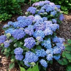 Hydrangea Let's Dance Lovable™ Bigleaf Hydrangea -Park Seed® Shop 29329 6