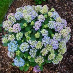 Hydrangea Let's Dance Lovable™ Bigleaf Hydrangea -Park Seed® Shop 29329 7