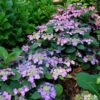 Hydrangea Tuff Stuff Top Fun™ Mountain Hydrangea -Park Seed® Shop 29330