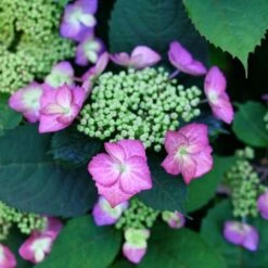 Hydrangea Tuff Stuff Top Fun™ Mountain Hydrangea -Park Seed® Shop 29330 1